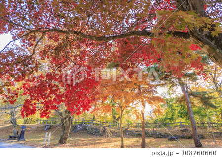 紅葉見頃な小諸城趾懐古園 紅葉見頃な小諸城趾懐古園 108760660