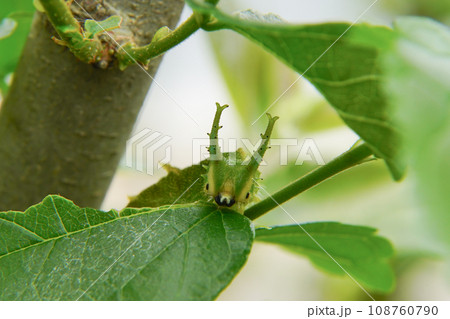 国蝶オオムラサキ 国蝶オオムラサキ 108760790