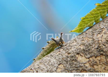 国蝶オオムラサキ 108760793