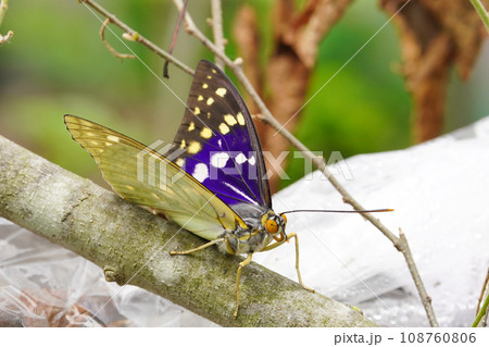 国蝶オオムラサキ 108760806