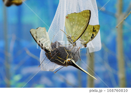 国蝶オオムラサキ 108760810