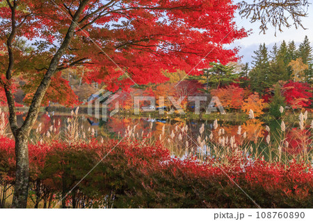 夕暮れの紅葉真っ盛りな蓼科湖  108760890