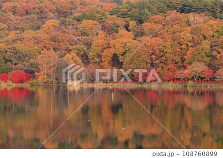 夕暮れの紅葉真っ盛りな蓼科湖  108760899
