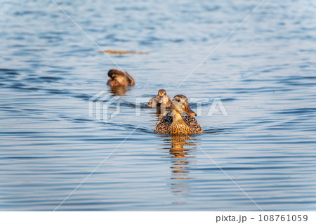 A family of ducks, a duck and its little ducklings are swimming in the water. The duck takes care of its newborn ducklings. Mallard, lat. Anas platyrhynchos 108761059