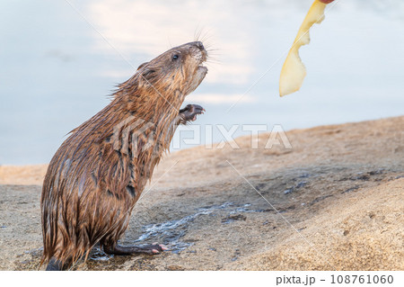 Muskrat, Ondatra zibethicuseats, eats bread from human hand. Muskrat, Ondatra zibethicuseats, eats bread from human hand. 108761060