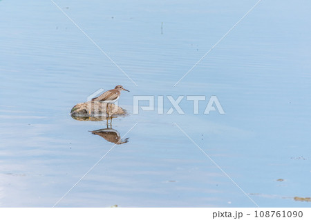 Common sandpiper, Actitis hypoleucos, resting lake shore with reflection in water. Common sandpiper, Actitis hypoleucos, resting lake shore with reflection in water. 108761090