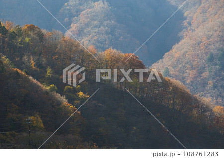 紅葉真っ盛りの九頭竜湖畔 108761283