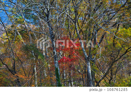 紅葉真っ盛りの九頭竜湖畔 108761285