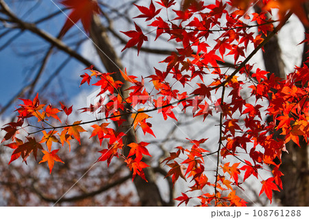 紅葉真っ盛りの九頭竜湖畔 108761288