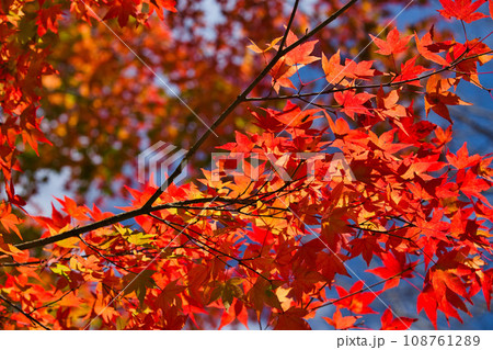 紅葉真っ盛りの九頭竜湖畔 108761289