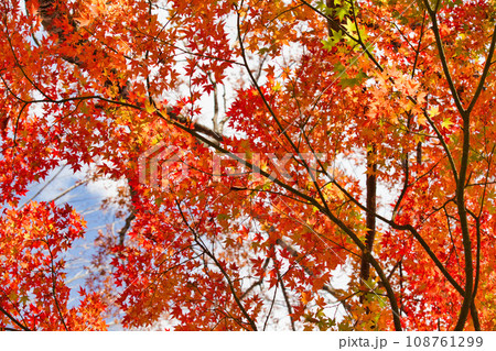 紅葉真っ盛りの九頭竜湖畔 紅葉真っ盛りの九頭竜湖畔 108761299