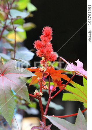 唐胡麻（トウゴマ）の花と実　 108761391