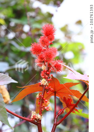 唐胡麻（トウゴマ）の花と実　 108761393