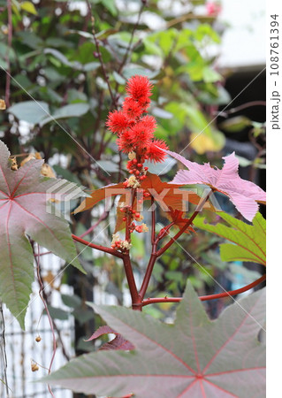 唐胡麻（トウゴマ）の花と実　 108761394