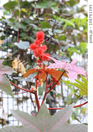 唐胡麻（トウゴマ）の花と実　 108761395