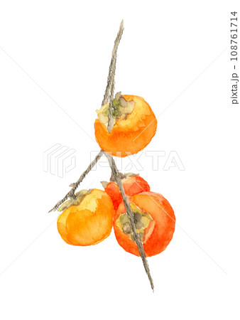 水彩で描いた枝付き柿の実のイラスト 富有柿【手描き】 白バック 透過