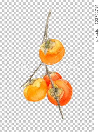水彩柿子果實樹枝插畫 扶餘柿子【手繪】白色背景 透明背景 108761714