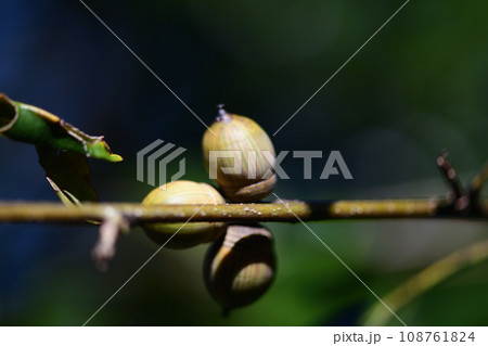 アラカシ（粗樫）の果実 108761824