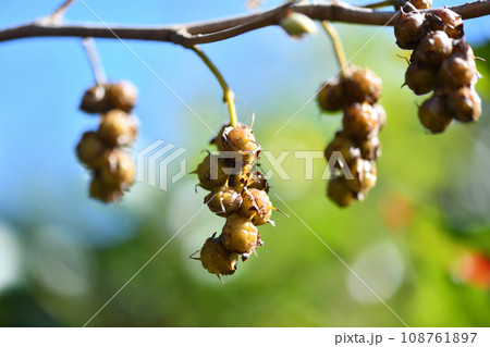 トサミズキ(土佐水木)の果実 トサミズキ(土佐水木)の果実 108761897