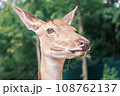 Close-up portrait of a deer on the background of trees Close-up portrait of a deer on the background of trees 108762137