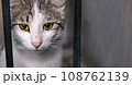 Animal shelter. Portrait of a cat sitting in a cage in a shelter waiting for a new owner. Stray animals concept Animal shelter. Portrait of a cat sitting in a cage in a shelter waiting for a new owner. Stray animals concept 108762139