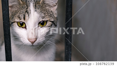 Animal shelter. Portrait of a cat sitting in a cage in a shelter waiting for a new owner. Stray animals concept Animal shelter. Portrait of a cat sitting in a cage in a shelter waiting for a new owner. Stray animals concept 108762139