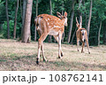 Wild deer on the background of the forest. Portrait of a deer walking in a clearing in the forest. Wild animals concept Wild deer on the background of the forest. Portrait of a deer walking in a clearing in the forest. Wild animals concept 108762141
