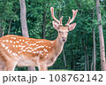 Wild deer on the background of the forest. Portrait of a deer walking in a clearing in the forest. Wild animals concept Wild deer on the background of the forest. Portrait of a deer walking in a clearing in the forest. Wild animals concept 108762142