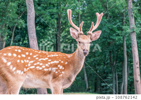 Wild deer on the background of the forest. Portrait of a deer walking in a clearing in the forest. Wild animals concept 108762142
