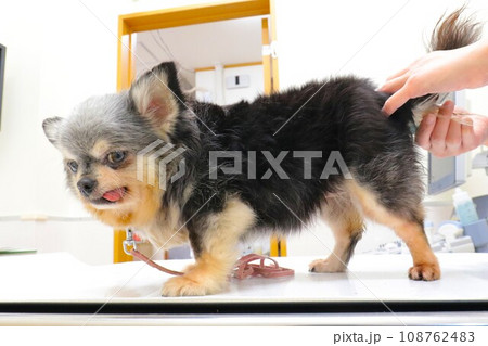 動物病院で検温中の可愛いチワワの女の子むーちゃん♡ 動物病院で検温中の可愛いチワワの女の子むーちゃん♡ 108762483