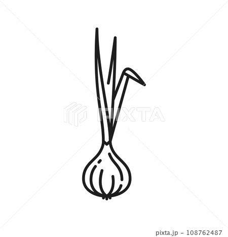 Onion root vegetable with leaves, isolated thin line icon. Vector whole nutrition tuber, grocery veggie spicy food. Root vegetable, onion unpeeled bulb 108762487