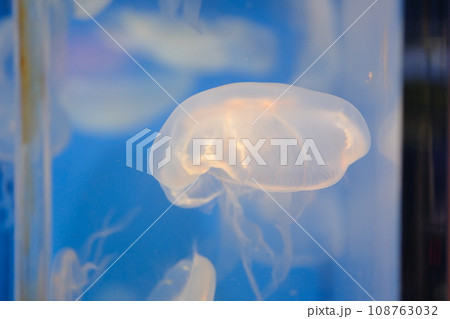 水族館で泳ぐクラゲの素材 108763032