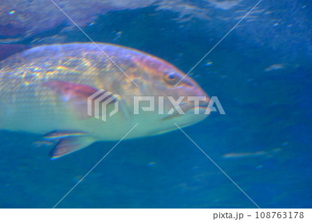 水族館で泳ぐ魚の素材 水族館で泳ぐ魚の素材 108763178