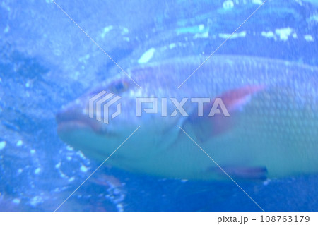 水族館で泳ぐ魚の素材 108763179