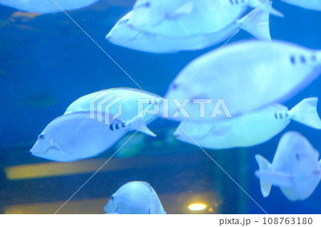水族館で泳ぐ魚の素材 水族館で泳ぐ魚の素材 108763180
