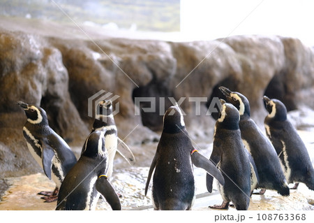 水族館にいるペンギンの素材 108763368