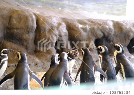 水族館にいるペンギンの素材 水族館にいるペンギンの素材 108763384