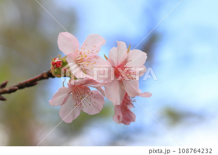 満開の十月桜（ジュウガツザクラ） 108764232