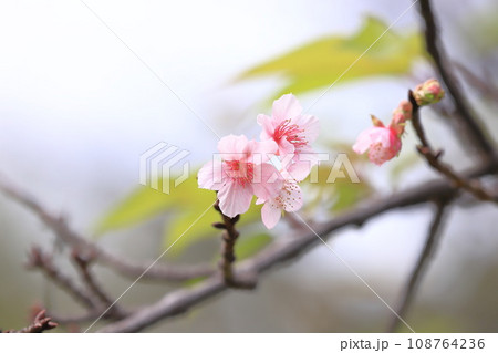 満開の十月桜（ジュウガツザクラ） 108764236