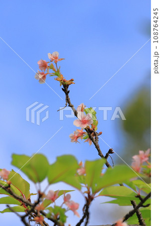 満開の十月桜（ジュウガツザクラ） 108764245