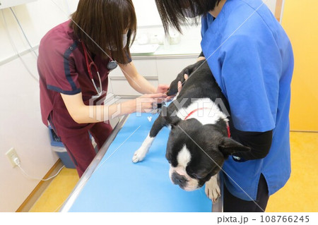 動物病院で注射をしてもらってるボストンテリアのマイティ君♡ 動物病院で注射をしてもらってるボストンテリアのマイティ君♡ 108766245