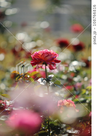 荒尾市　おもやい市民花壇　バラの花、 108766816