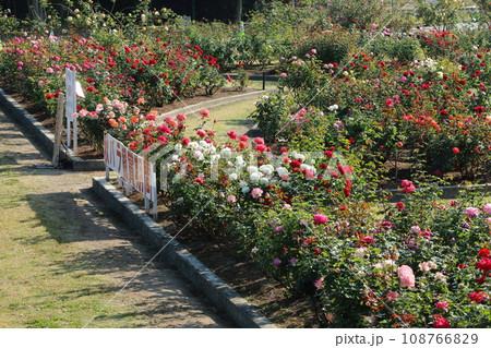 荒尾市　おもやい市民花壇　バラの花、 108766829