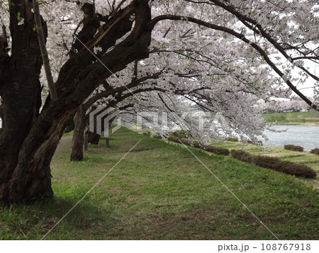 秋田角館の桧内川の土手の桜 秋田角館の桧内川の土手の桜 108767918