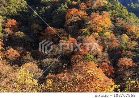 高瀬渓谷の紅葉 高瀬渓谷の紅葉 108767968