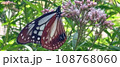 アサギマダラ 108768060