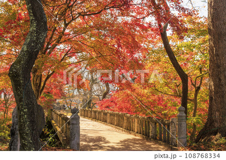高遠城址秋の紅葉まつり 108768334