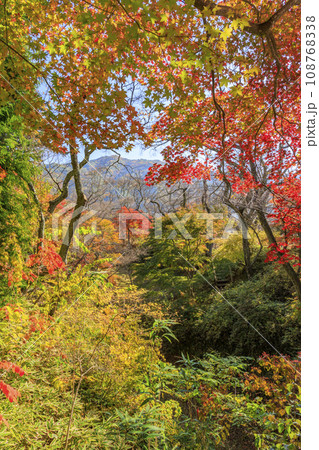 高遠城址秋の紅葉まつり 108768338