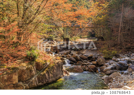 紅葉見頃な赤沢自然休養林 108768643
