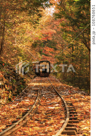 紅葉見頃な赤沢自然休養林 108768651